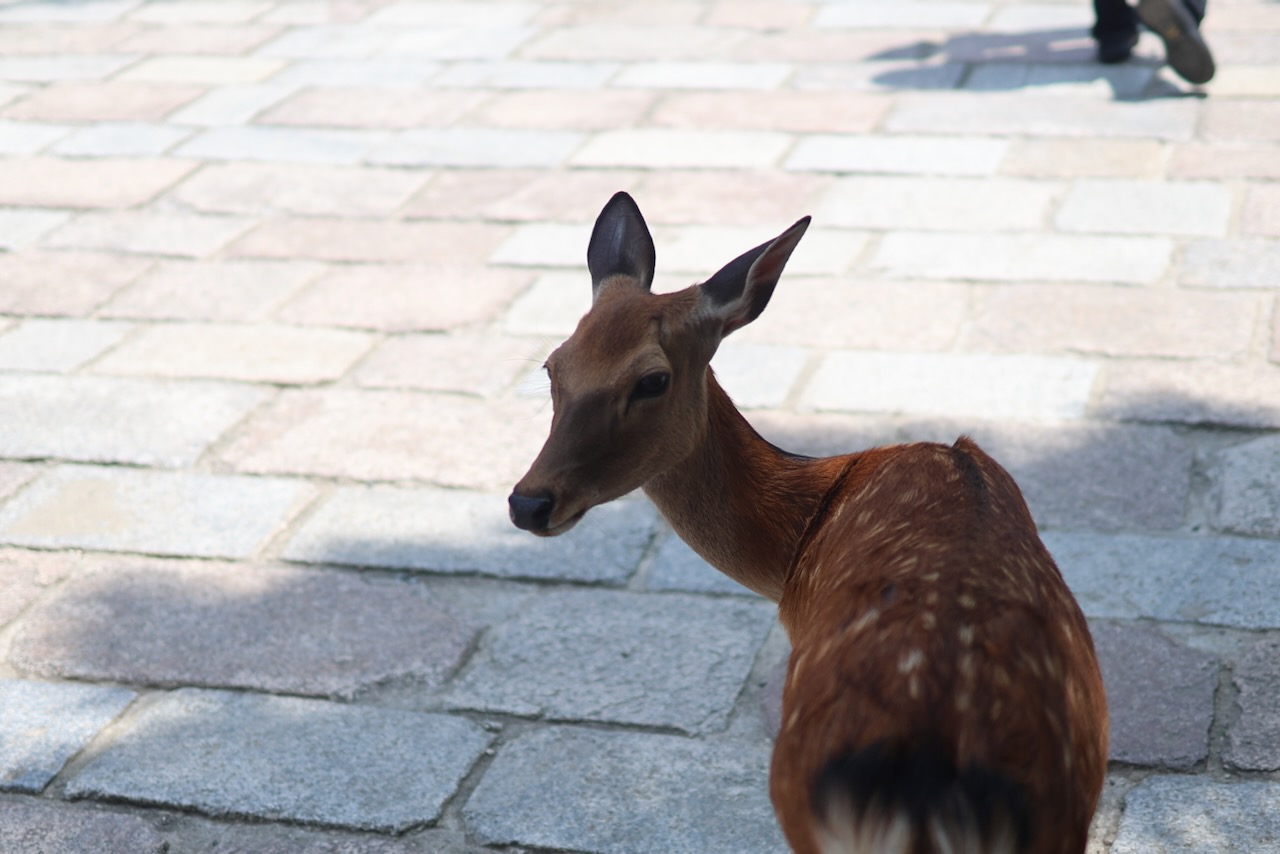 A young spotted deer looking back over its shoulder on a paved stone path